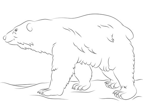 Polar Bear Walks Coloring Page